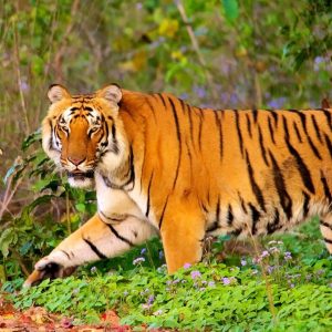 jim corbett national park