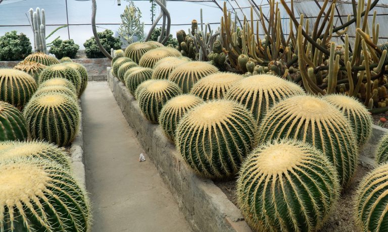 Pine View Nursery Cactus Pine View Nursery Cactus
