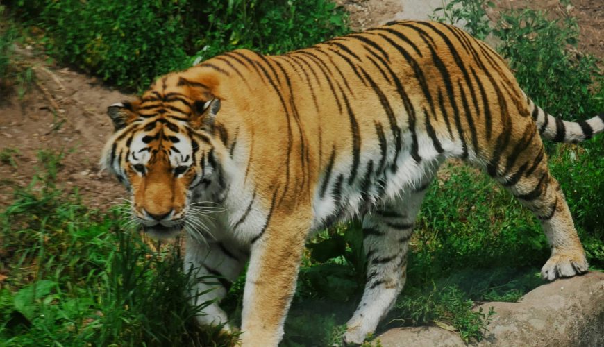 tushar mahajan zGOeSMP16NQ unsplash scaled Top 7 Wildlife Destinations in Madhya Pradesh You Must Explore