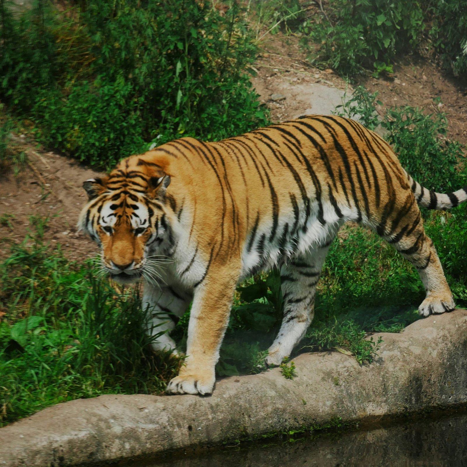 Top 7 Wildlife Destinations in Madhya Pradesh You Must Explore